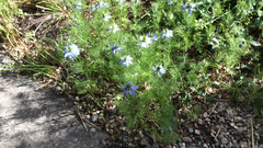 Nigella damascena