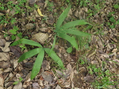 Sabal mauritiiformis