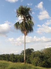 Sabal mauritiiformis