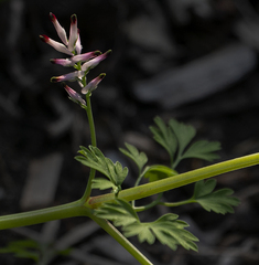 Fumaria muralis muralis