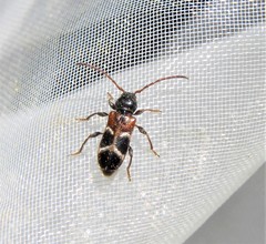 Phymatodes alni