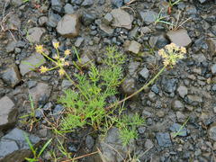 Lomatium swingerae
