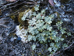 Sedum spathulifolium