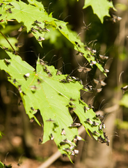 Adela reaumurella
