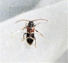 Phymatodes alni