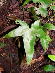 Asplenium hemionitis image