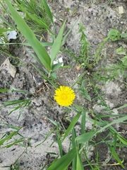 Taraxacum officinale