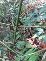 Dendrelaphis caudolineolatus