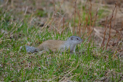 Poliocitellus franklinii