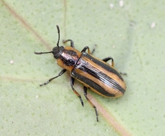 Prasocuris phellandrii