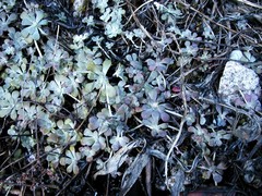 Sedum spathulifolium