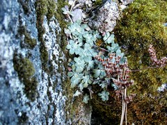 Sedum spathulifolium