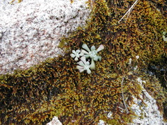 Sedum spathulifolium