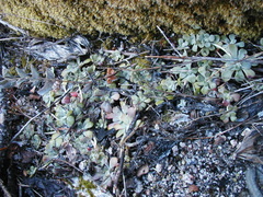Sedum spathulifolium
