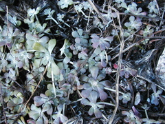 Sedum spathulifolium