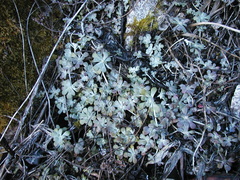 Sedum spathulifolium