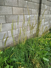 Hordeum bulbosum
