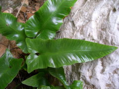 Asplenium sagittatum