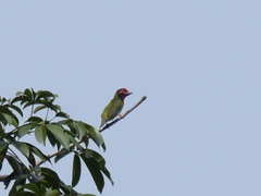Psilopogon haemacephalus roseus