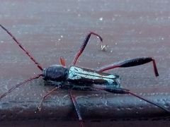 Euryscelis suturalis