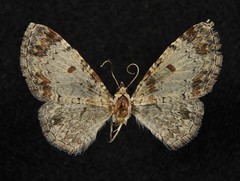 Eupithecia helena