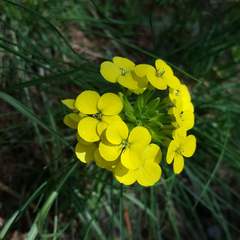 Erysimum jugicola