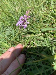 Gymnadenia