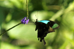 Papilio peranthus