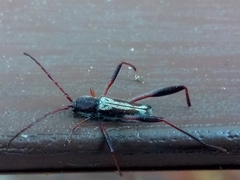 Euryscelis suturalis