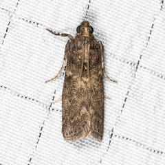 Sciota subcaesiella