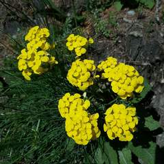 Erysimum jugicola