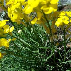 Erysimum jugicola