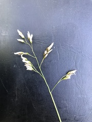 Anthoxanthum australe