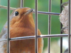 Erithacus rubecula