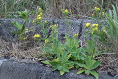 Crepidiastrum lanceolatum