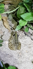 Pelophylax nigromaculatus
