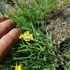 Erysimum jugicola