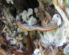 Prophysaon vanattae