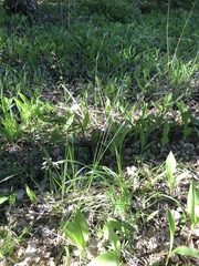 Anthoxanthum australe