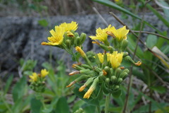 Crepidiastrum lanceolatum