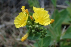 Crepidiastrum lanceolatum