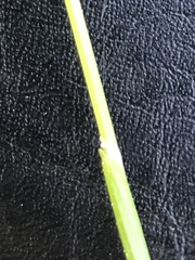 Anthoxanthum australe