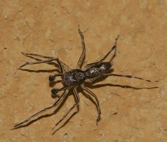 Spartaeus spinimanus