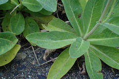 Crepidiastrum lanceolatum