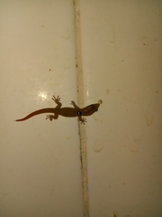 Sphaerodactylus difficilis anthracomus