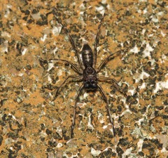 Spartaeus spinimanus