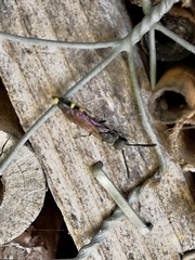 Monosapyga clavicornis