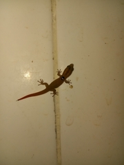 Sphaerodactylus difficilis anthracomus