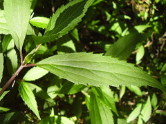 Procecidochares alani