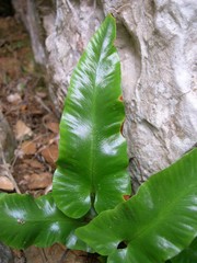 Asplenium sagittatum